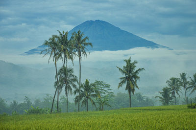 Scenic view of palm trees on field against sky