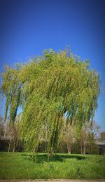 Trees on field against blue sky