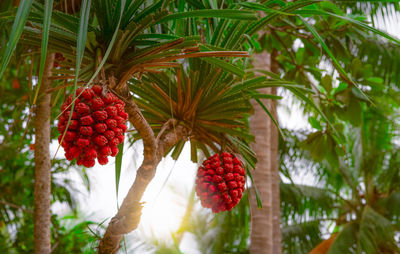 Pandanus tectorius tree with ripe hala fruit on blur background of coconut tree at tropical beach.