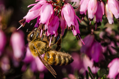 Close-up of bee pollinating on pink flower