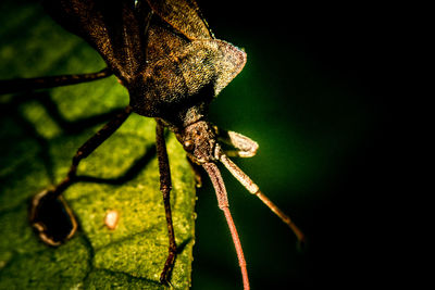 Close-up of insect on plant