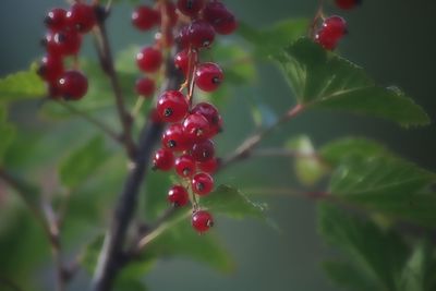 Close-up of red berries growing on tree