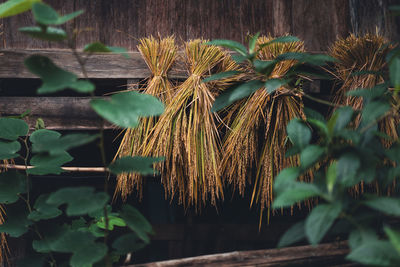 Close-up of fresh green plant