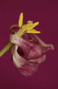 Close-up of yellow flower against red background