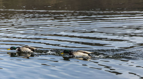Birds swimming in lake