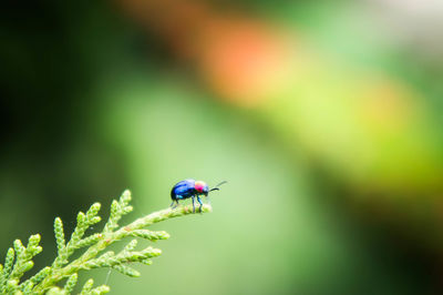 Close-up of insect on plant