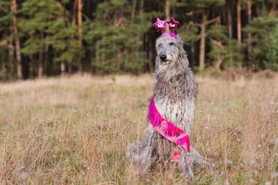 Portrait of a dog on field