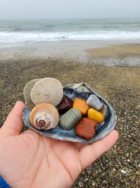 Cropped hand of person holding shells at beach