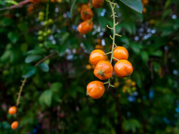 Close-up of orange fruits on tree