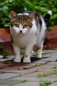 Portrait of cat on footpath