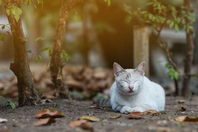 Portrait of a cat