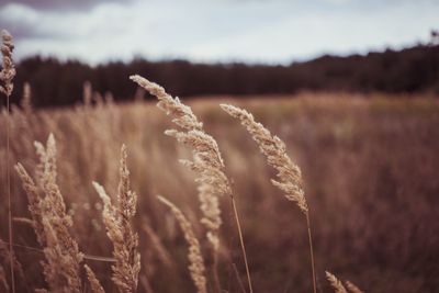 Close-up of wheat field