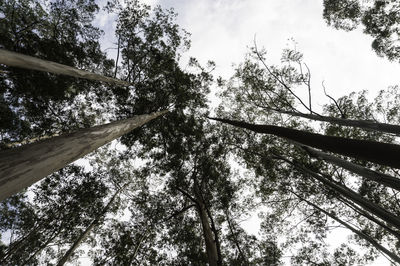 Low angle view of trees against sky