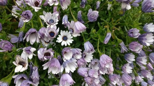 Close-up of purple flowers blooming outdoors