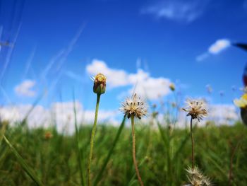 Close-up of flowering plant on field against blue sky