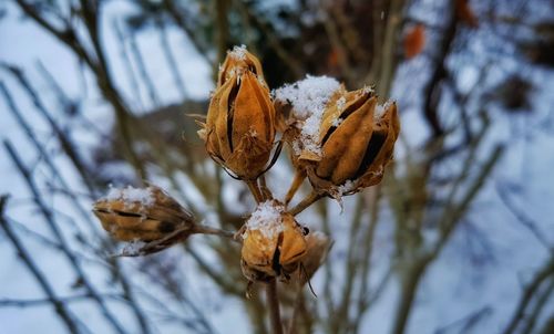 Close-up of dry flower plant during winter