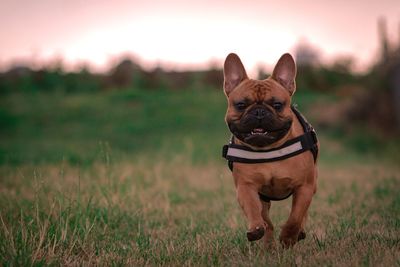 Portrait of a dog on field