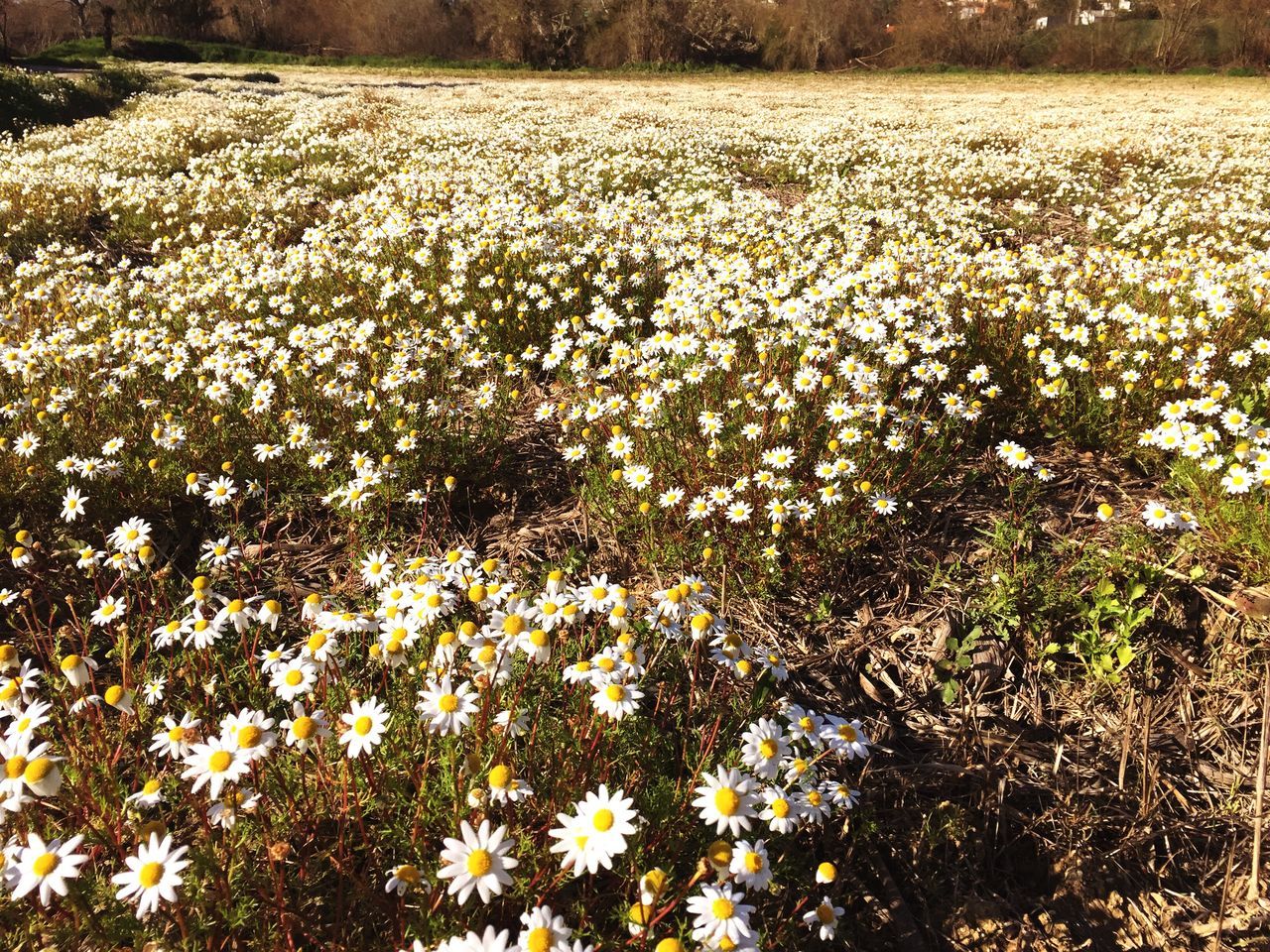 flower, fragility, freshness, growth, beauty in nature, nature, field, petal, blooming, plant, yellow, flower head, abundance, in bloom, white color, high angle view, day, tranquility, outdoors, wildflower