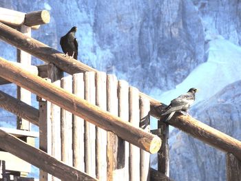 Close-up of bird perching on railing