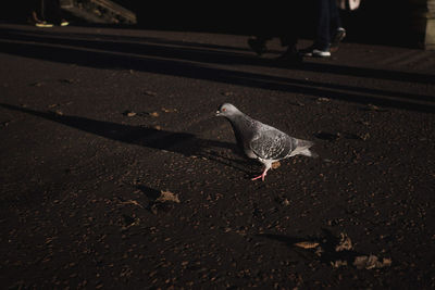 High angle view of pigeon on road