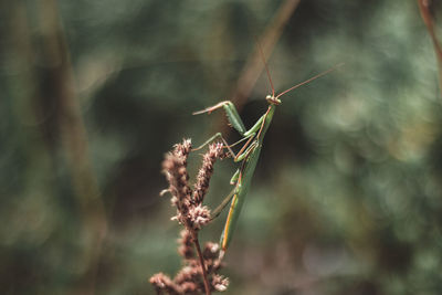 Close-up of insect on plant