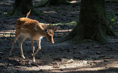 Deer standing in a forest