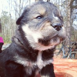 Close-up of dog looking away