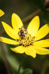 Close-up of bee pollinating on yellow flower