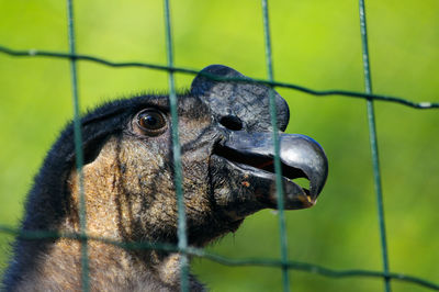 Close-up of owl in cage at zoo