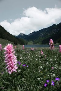 Pink flowering plants on field against sky
