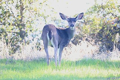 Deer standing in grass