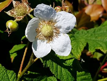 Close-up of white flowering plant