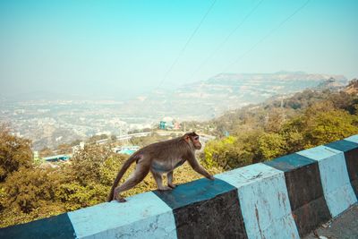 Monkeys on a mountain against clear sky