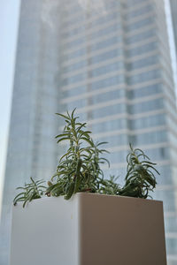 Close-up of potted plant