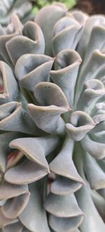 Close-up of succulent plant