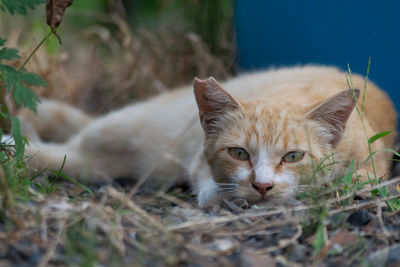 Portrait of cat on grass