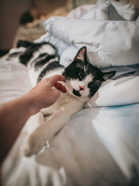 Cat lying on bed