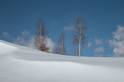 Trees on snow covered landscape