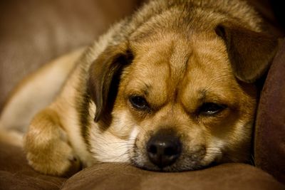 Close-up portrait of dog resting