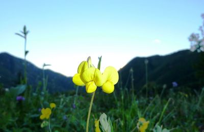 Close-up of yellow crocus blooming on field against clear sky