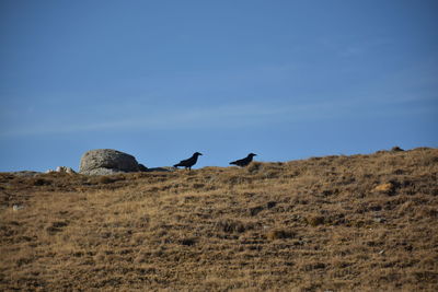 Birds on a land