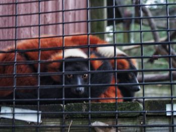 Close-up of monkey in cage