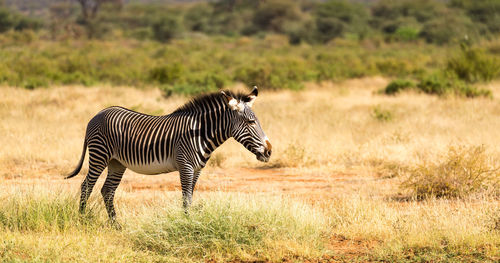 Zebra on a field