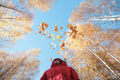 Low angle view of maple leaves against clear sky