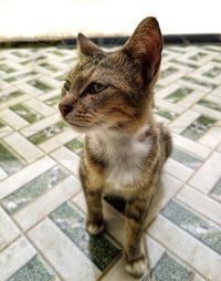 Close-up of a cat looking away