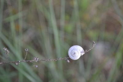 Close-up of water drops on plant