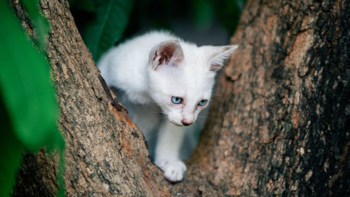 Portrait of a cat on tree trunk