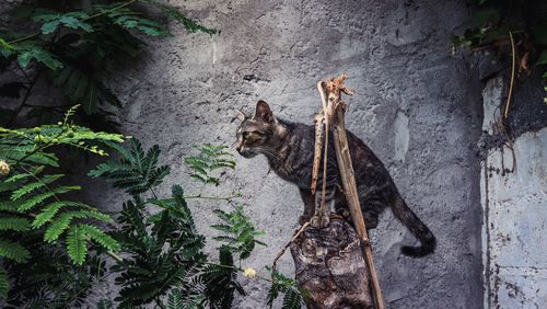 High angle view of cat on wall