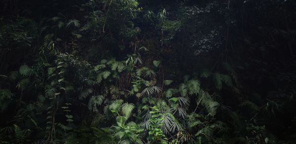 High angle view of trees growing on field