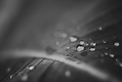 Close-up of water drops on leaf